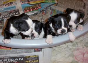 AKCBostonTerriersPuppies